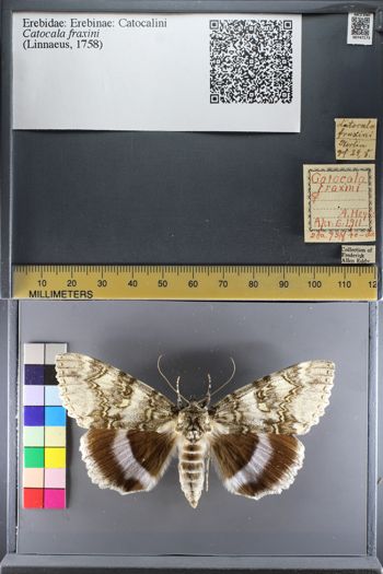 Media type: image;   Entomology 747173